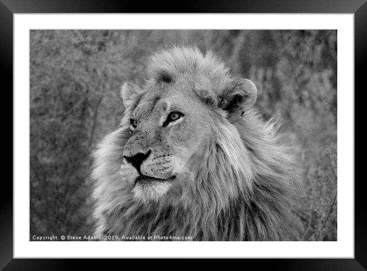 The King of Africa Framed Mounted Print by Steve Adams