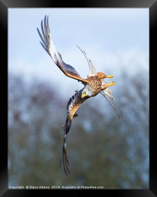 Red Kite acrobatics Framed Print by Steve Adams