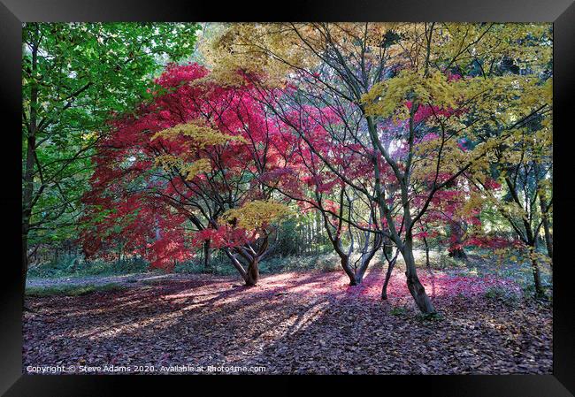 Autumn Colours Framed Print by Steve Adams