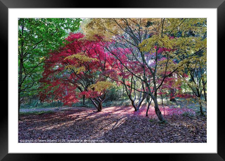 Autumn Colours Framed Mounted Print by Steve Adams
