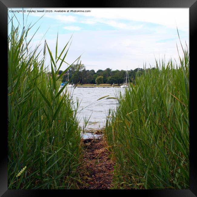 Through the grass Framed Print by Hayley Jewell