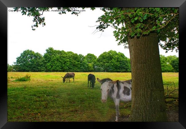 Donkeys at Swanwick Framed Print by Hayley Jewell