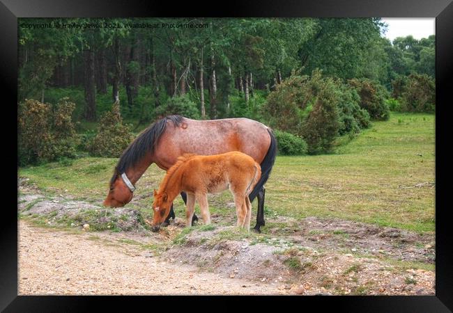 New Forest Ponies Framed Print by Hayley Jewell