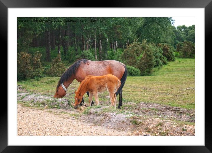 New Forest Ponies Framed Mounted Print by Hayley Jewell