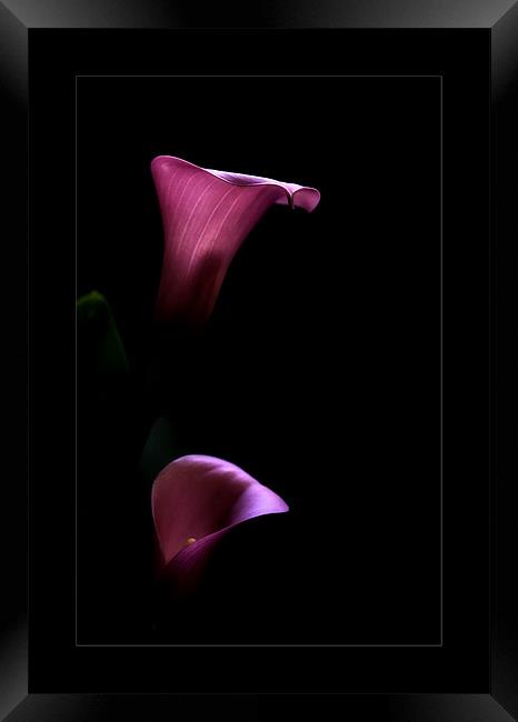 Calla lily Framed Print by Klara Memisevic