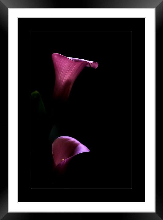 Calla lily Framed Mounted Print by Klara Memisevic