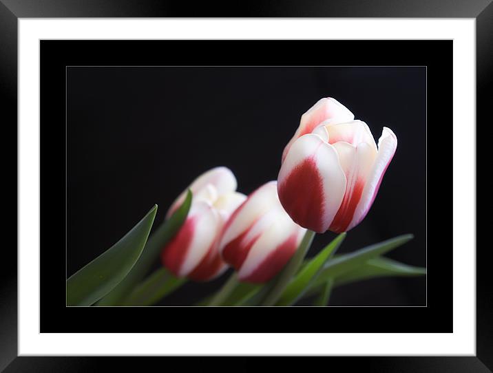 Tulips Framed Mounted Print by Klara Memisevic