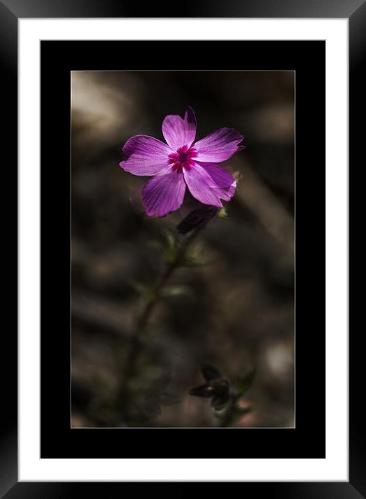 Pink Framed Mounted Print by Klara Memisevic