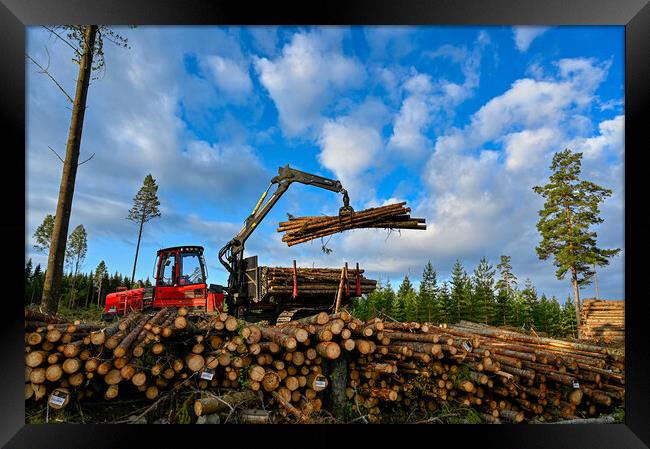 Forest machine lifting timber to a pile of timber Framed Print by Jonas Rönnbro