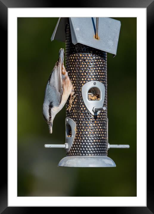 small birds eating from a bird feeder Framed Mounted Print by Jonas Rönnbro