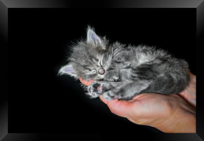 sibirian cat young kitten in a swedish home Framed Print by Jonas Rönnbro