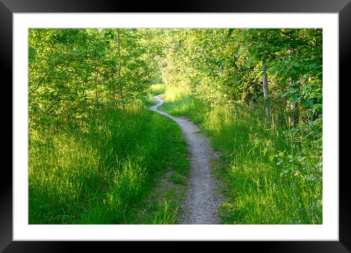narrow path through young green forest in Sweden Framed Mounted Print by Jonas Rönnbro