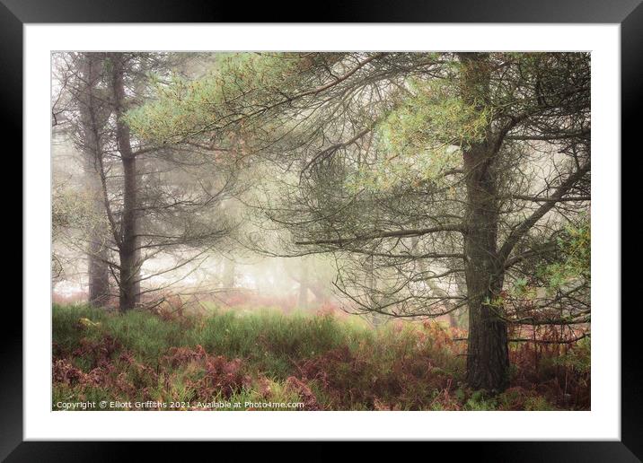 Misty Woodland Framed Mounted Print by Elliott Griffiths