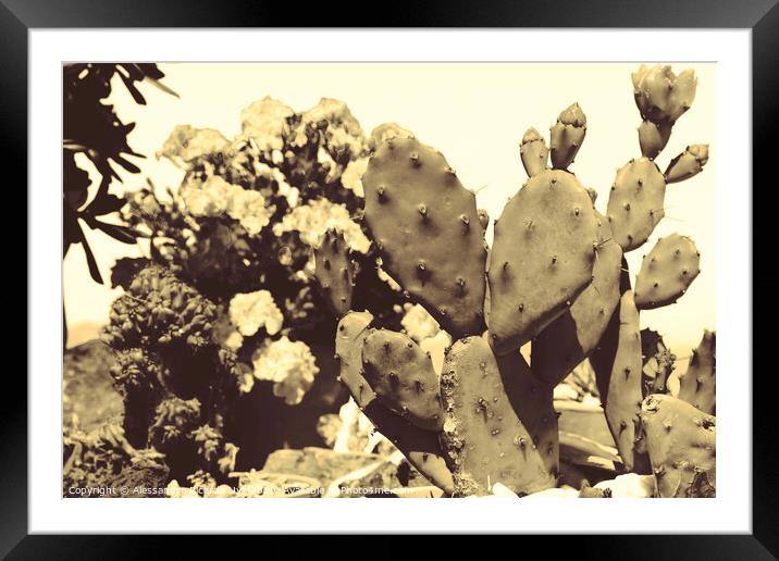 Cactus Framed Mounted Print by Alessandro Ricardo Uva