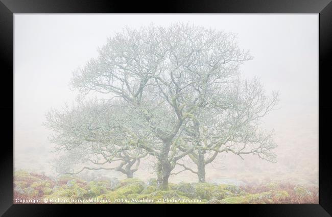 Dartmoor Trees in Mist Framed Print by Richard GarveyWilliams