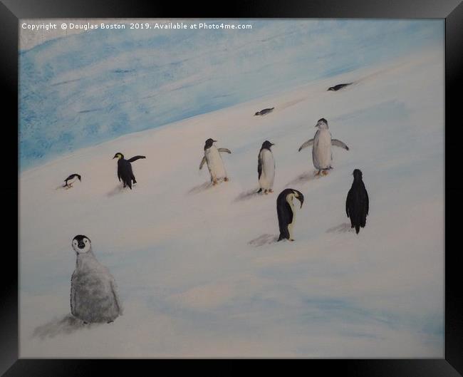 Penguins Framed Print by Steve Boston