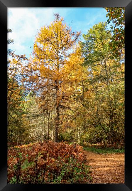 Autumn colour Framed Print by Brenda Belcher