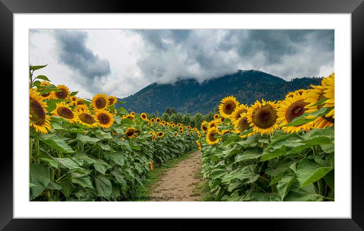 Sunflowers Framed Mounted Print by Brenda Belcher