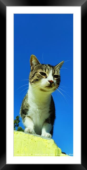 Animal cat Framed Mounted Print by M. J. Photography