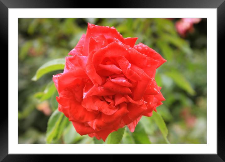 Beautiful red rose in the park Framed Mounted Print by M. J. Photography