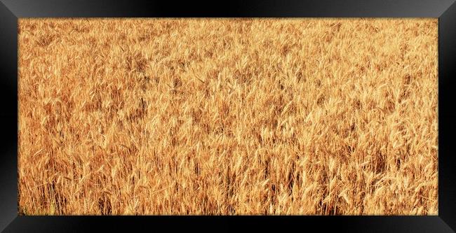 Ripe wheat kernels ready for harvesting Framed Print by M. J. Photography