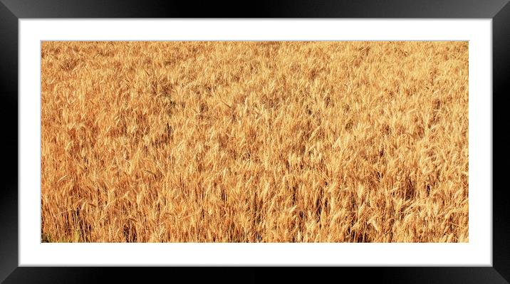 Ripe wheat kernels ready for harvesting Framed Mounted Print by M. J. Photography