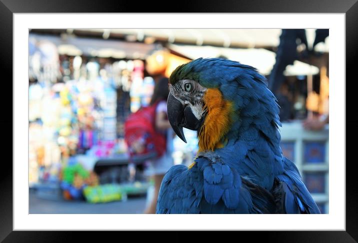 blue and yellow macaw parrot in the old town of Rh Framed Mounted Print by M. J. Photography