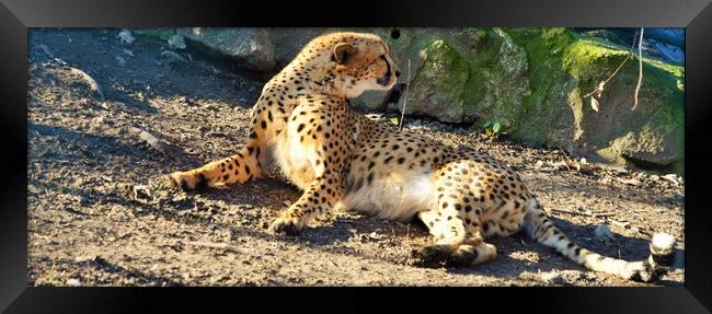 Cheetah (Acinonyx jubatus) lying on the ground Framed Print by M. J. Photography
