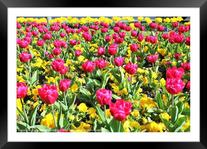 the tulips field Framed Mounted Print by M. J. Photography