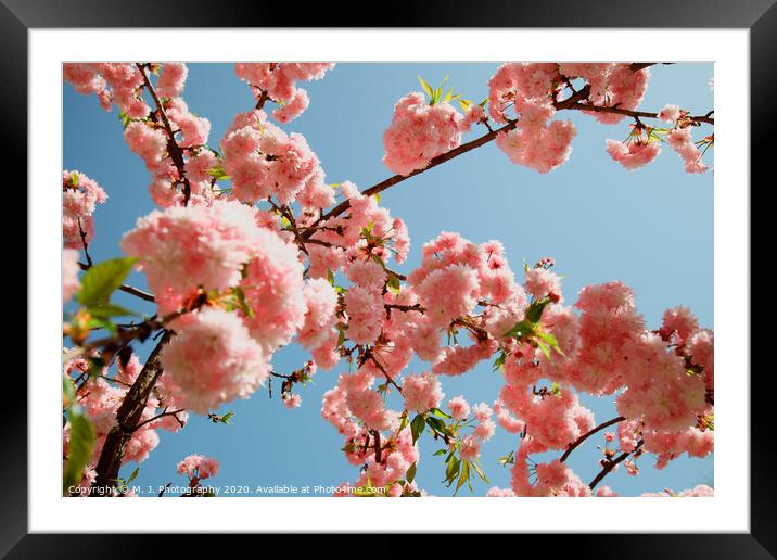 Spring Cherry blossoms, pink flowers Framed Mounted Print by M. J. Photography