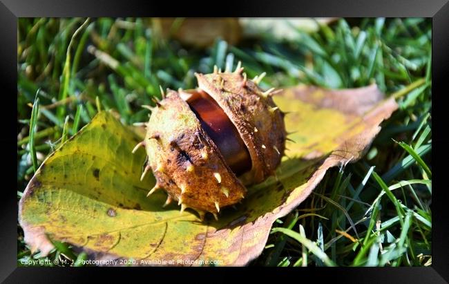 A close up of chestnut in his shell Framed Print by M. J. Photography