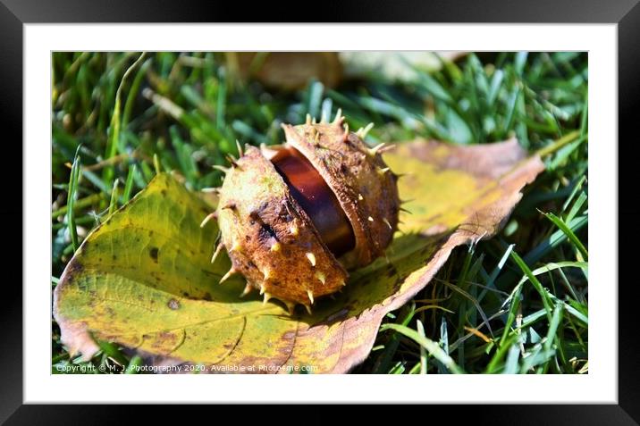 A close up of chestnut in his shell Framed Mounted Print by M. J. Photography