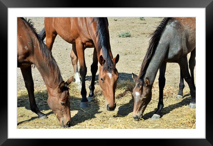 Three Horses Framed Mounted Print by M. J. Photography