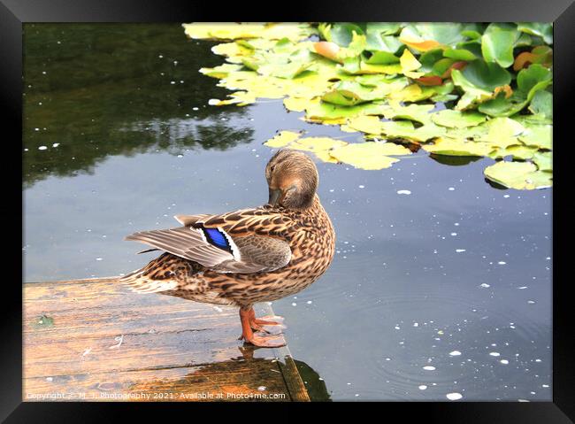 The duck in the park, plays with herself Framed Print by M. J. Photography