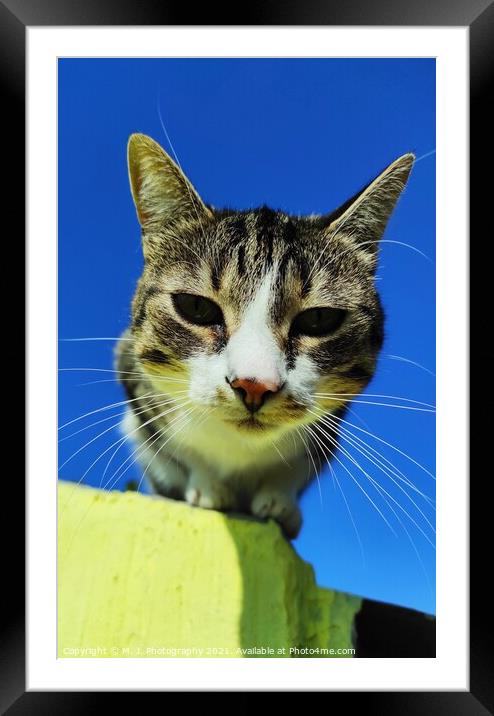 Animal cat Framed Mounted Print by M. J. Photography