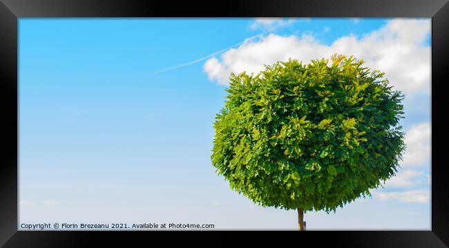 round pom-pom ball accacia tree with copy space Framed Print by Florin Brezeanu