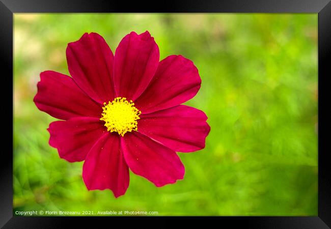 garden cosmos or Mexican aster (Cosmos bipinnatus) purple flower with natural green background Framed Print by Florin Brezeanu