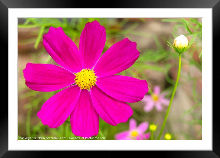 garden cosmos or Mexican aster (Cosmos bipinnatus) purple flower with natural background Framed Mounted Print by Florin Brezeanu