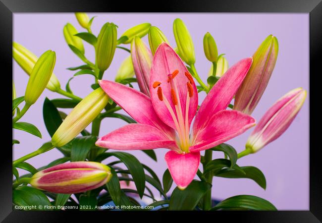 beautiful pink lily flowers - blossom and buds Framed Print by Florin Brezeanu