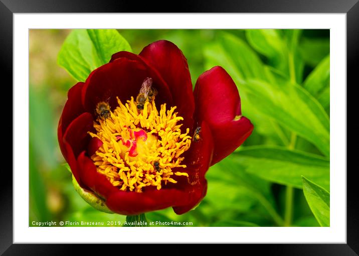 close up of red magenta peony flower Framed Mounted Print by Florin Brezeanu