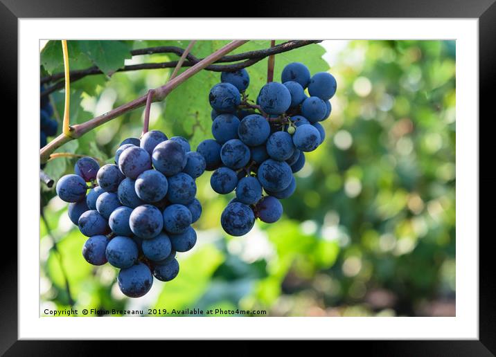 ripen blue black grapes - hanging grapes from vine Framed Mounted Print by Florin Brezeanu