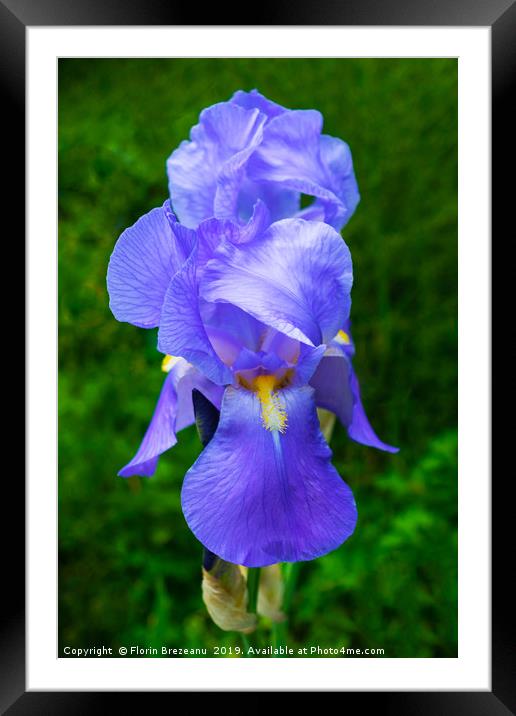 close up of blue violet iris flower  Framed Mounted Print by Florin Brezeanu