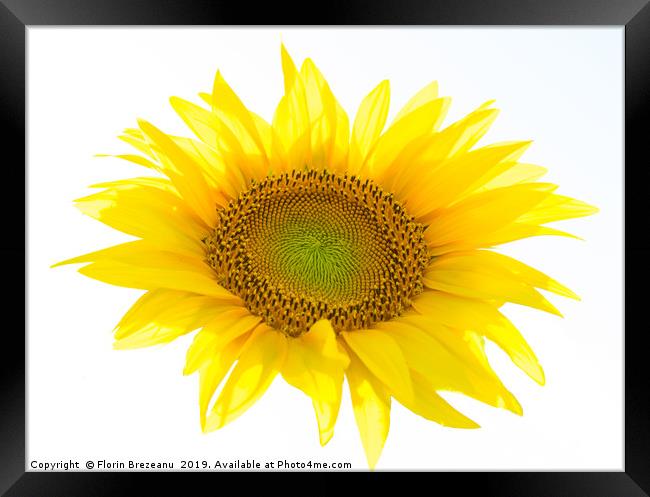  yellow sunflower flower with white background Framed Print by Florin Brezeanu
