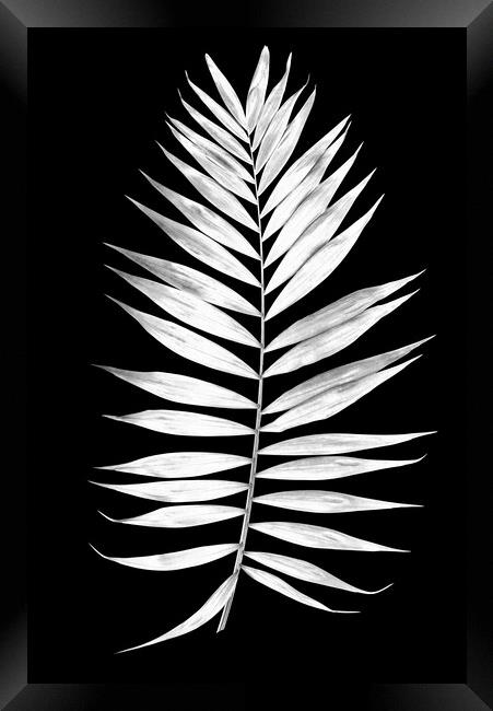 Tropical palm leaves in black and white Framed Print by Wdnet Studio