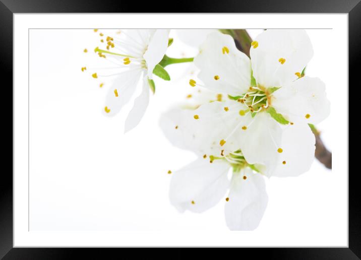 Blooming white flowers of apple fruit Framed Mounted Print by Wdnet Studio