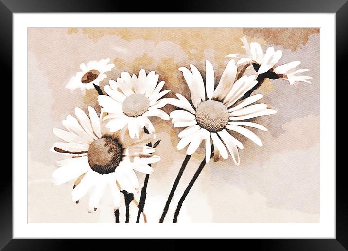 Blooming bouquet of daisies Framed Mounted Print by Wdnet Studio