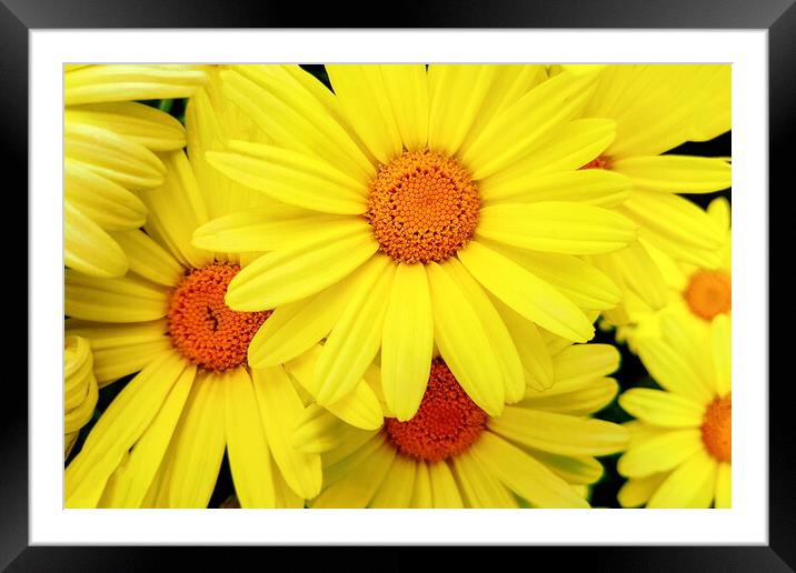 Bright yellow Pyrethrum flowers Framed Mounted Print by Wdnet Studio