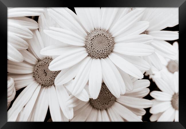 Pyrethrum Flowers in sepia Framed Print by Wdnet Studio