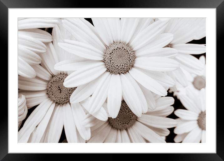Pyrethrum Flowers in sepia Framed Mounted Print by Wdnet Studio