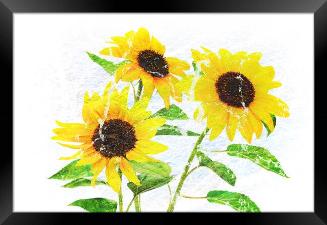 Abstract bouquet of flowering sunflowers Framed Print by Wdnet Studio